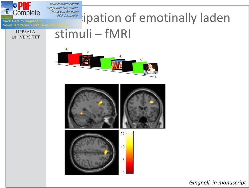 stimuli fmri