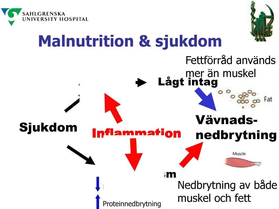 Vävnadsnedbrytning Katabolism Proteinsyntes