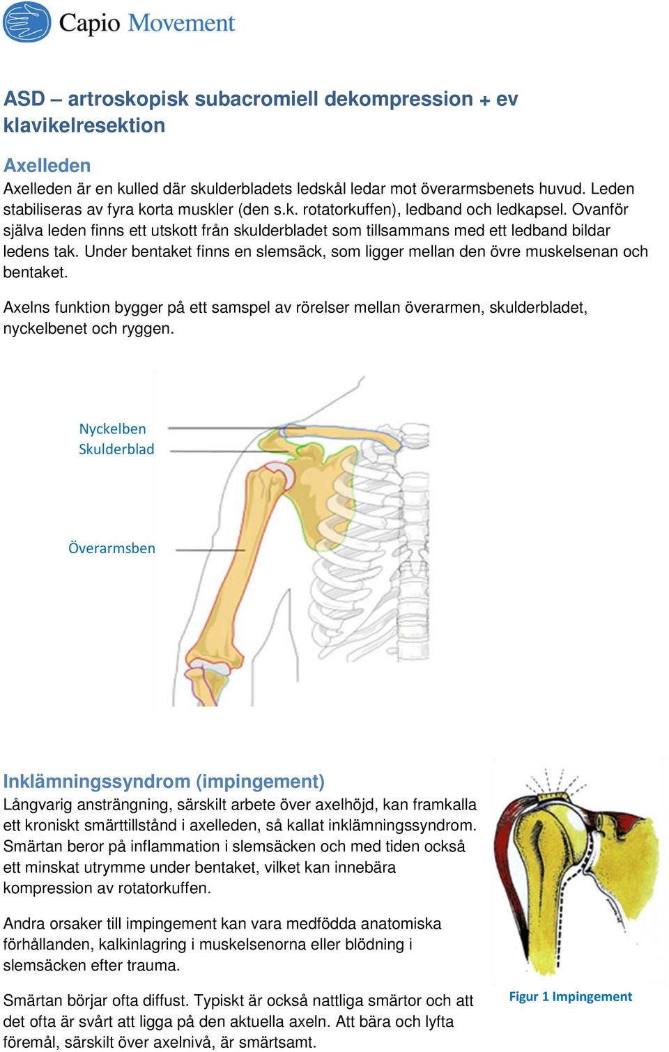 Under bentaket finns en slemsäck, som ligger mellan den övre muskelsenan och bentaket. Axelns funktion bygger på ett samspel av rörelser mellan överarmen, skulderbladet, nyckelbenet och ryggen.