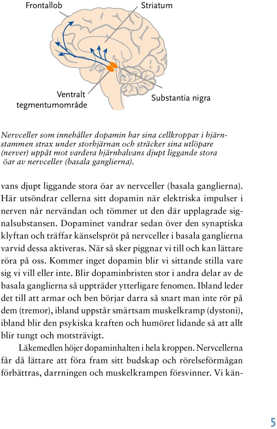 Här utsöndrar cellerna sitt dopamin när elektriska impulser i nerven når nervändan och tömmer ut den där upplagrade signalsubstansen.