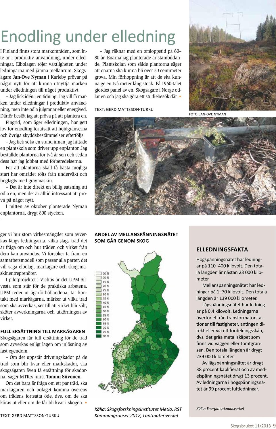 Jag vill få marken under elledningar i produktiv användning, men inte odla julgranar eller energived. Därför beslöt jag att pröva på att plantera en.