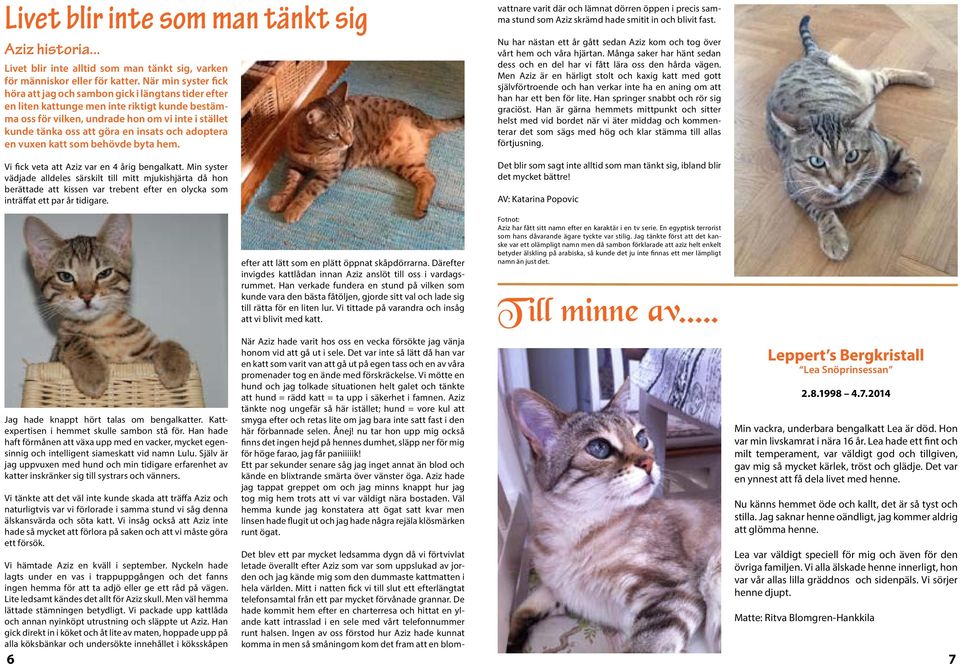 insats och adoptera en vuxen katt som behövde byta hem. Vi fick veta att Aziz var en 4 årig bengalkatt.