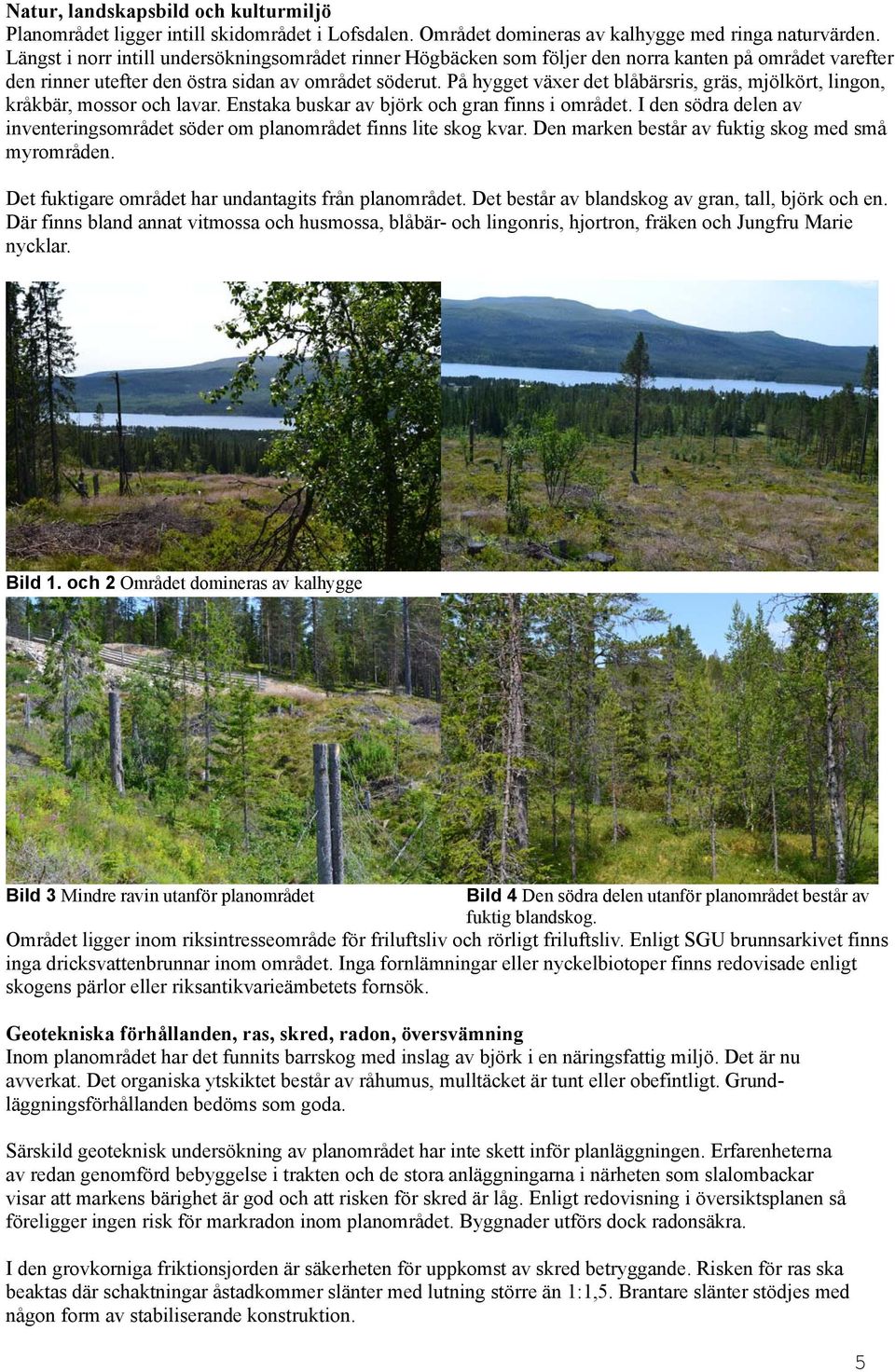 På hygget växer det blåbärsris, gräs, mjölkört, lingon, kråkbär, mossor och lavar. Enstaka buskar av björk och gran finns i området.