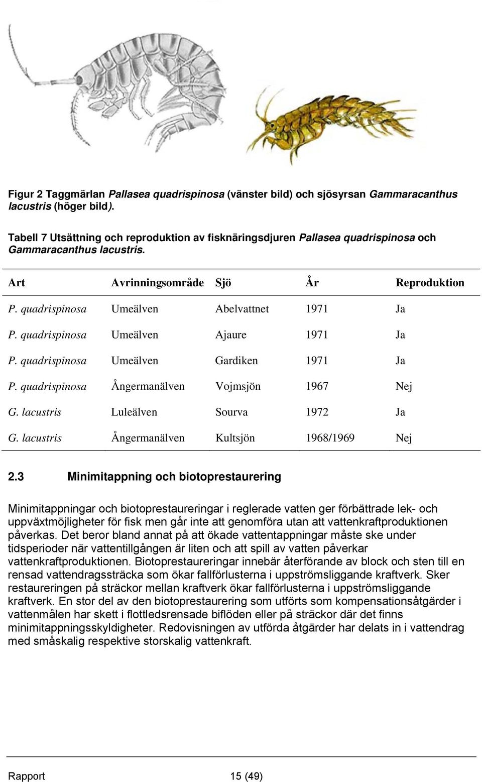 quadrispinosa Umeälven Ajaure 1971 Ja P. quadrispinosa Umeälven Gardiken 1971 Ja P. quadrispinosa Ångermanälven Vojmsjön 1967 Nej G. lacustris Luleälven Sourva 1972 Ja G.