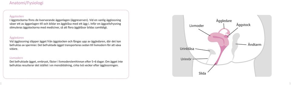 Livmoder Äggledare Äggstock Äggledaren Vid ägglossning släpper ägget från äggstocken och fångas upp av äggledaren, där det kan befruktas av spermier.