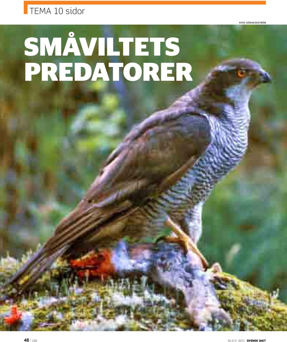 Småviltets predatorer