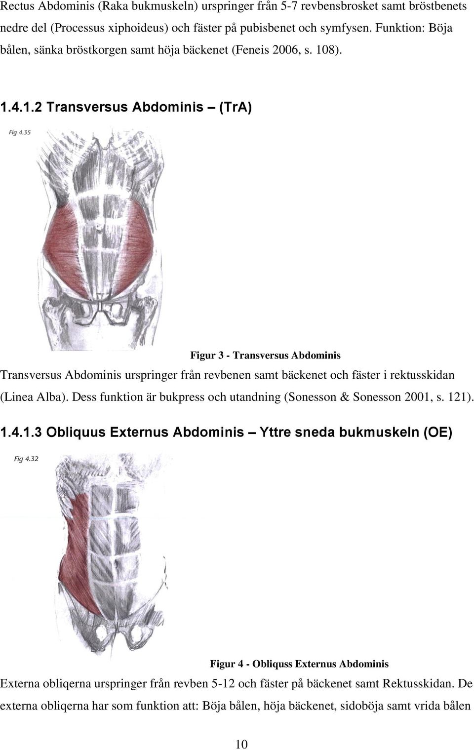 8). 1.4.1.2 Transversus Abdominis (TrA) Figur 3 - Transversus Abdominis Transversus Abdominis urspringer från revbenen samt bäckenet och fäster i rektusskidan (Linea Alba).