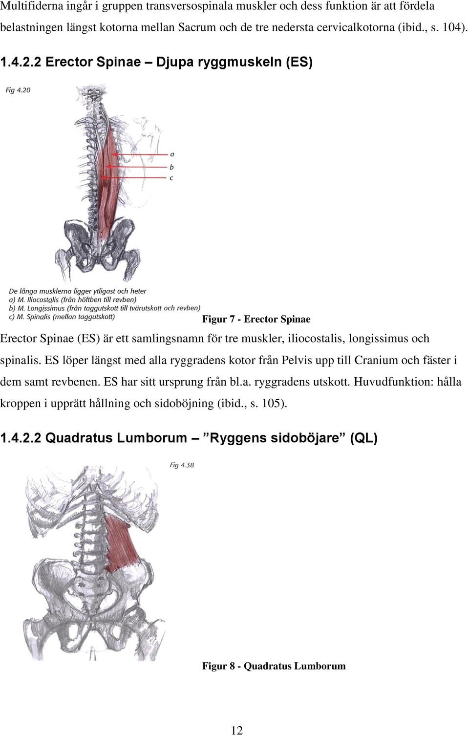 2 Erector Spinae Djupa ryggmuskeln (ES) Figur 7 - Erector Spinae Erector Spinae (ES) är ett samlingsnamn för tre muskler, iliocostalis, longissimus och spinalis.