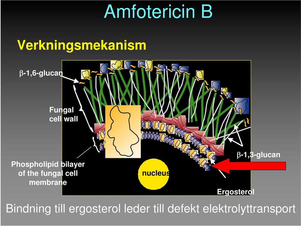 membrane nucleus Ergosterol β-1,3-glucan Bindning