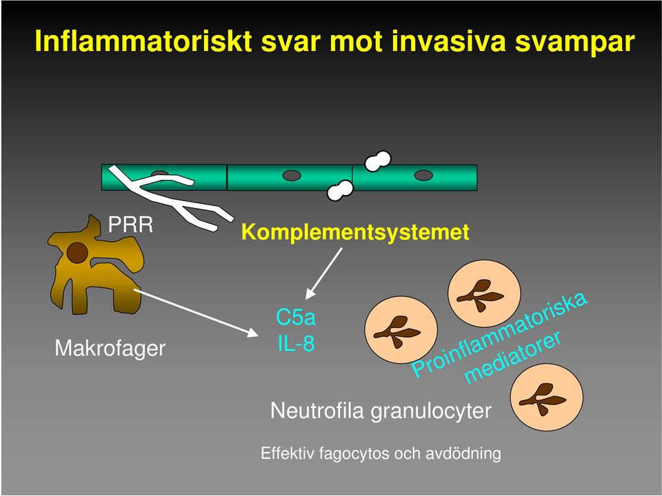 Neutrofila granulocyter Proinflammatoriska