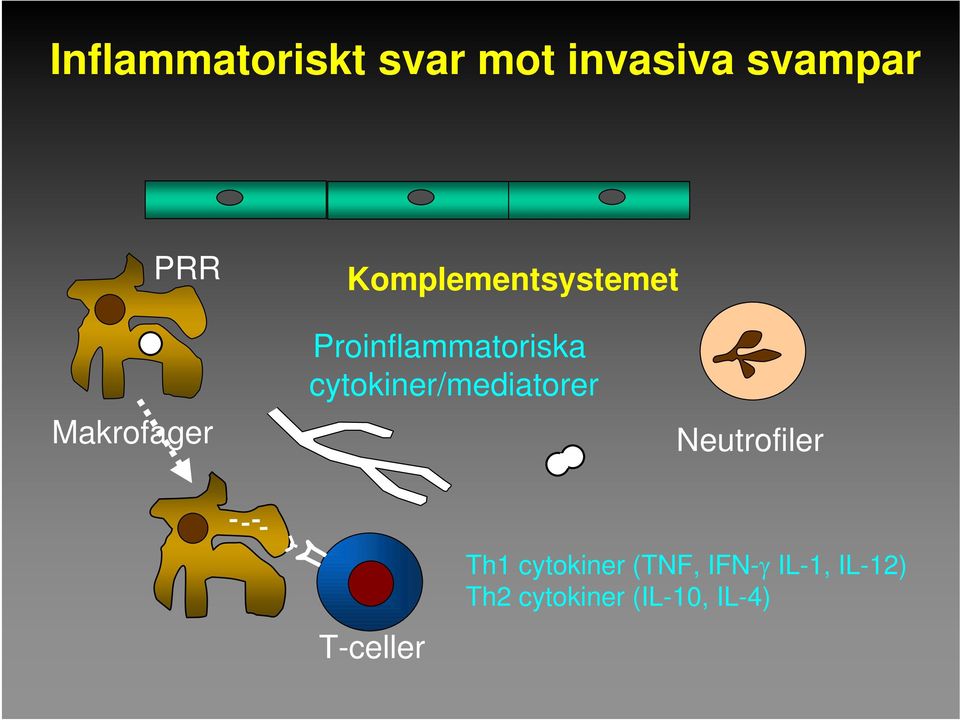 cytokiner/mediatorer Neutrofiler T-celler Th1