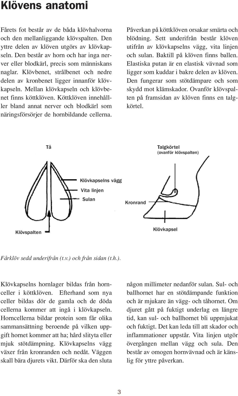 Mellan klövkapseln och klövbenet finns köttklöven. Köttklöven innehålller bland annat nerver och blodkärl som näringsförsörjer de hornbildande cellerna.