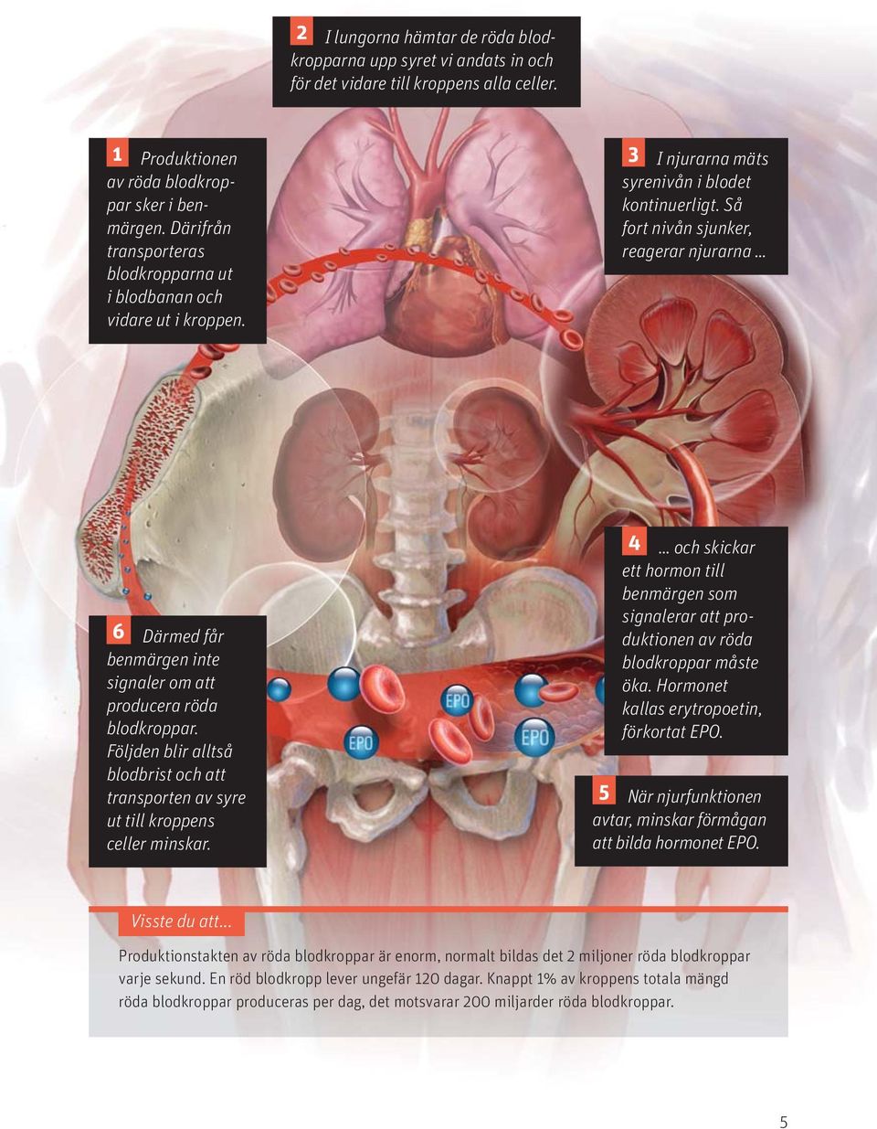 Så fort nivån sjunker, reagerar njurarna 6 Därmed får benmärgen inte signaler om att producera röda blodkroppar.