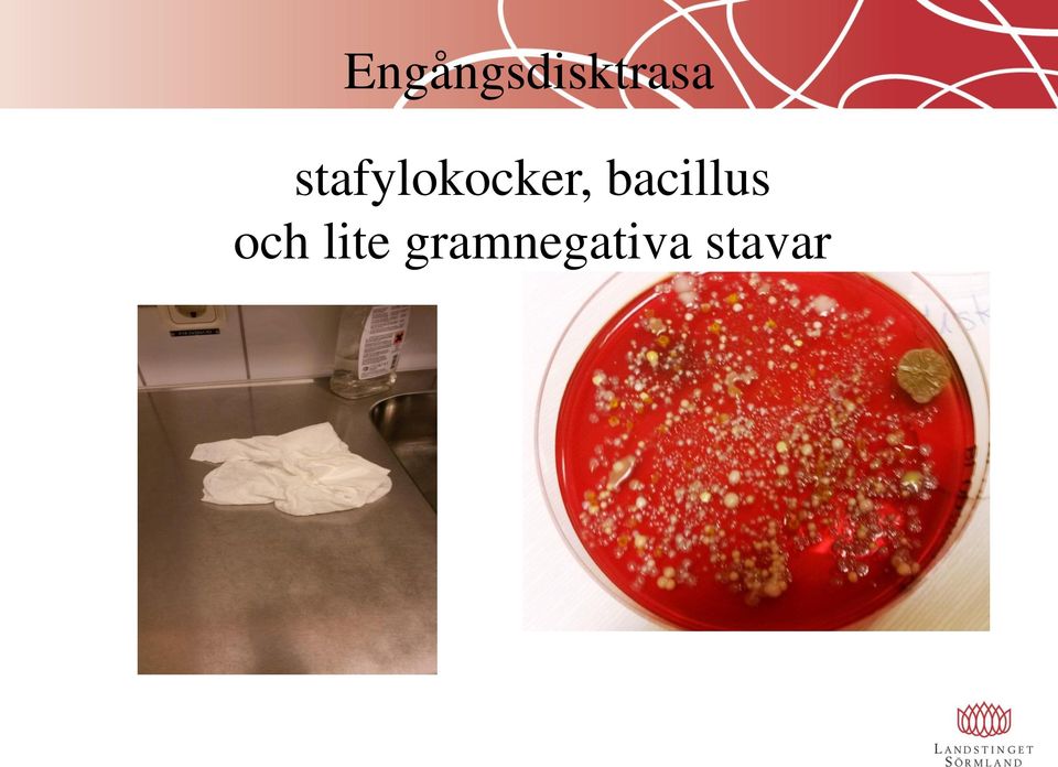 bacillus och lite