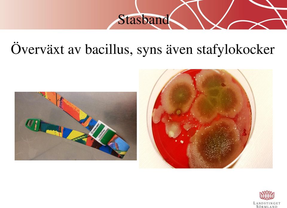 bacillus,