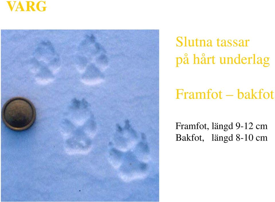 bakfot Framfot, längd