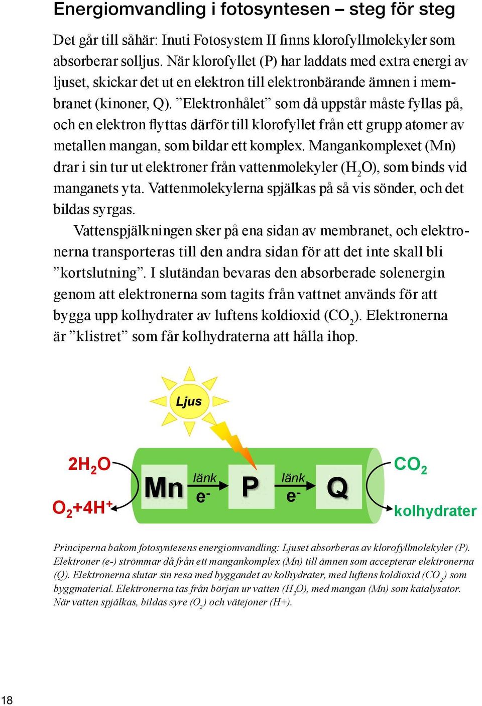 Elektronhålet som då uppstår måste fyllas på, och en elektron flyttas därför till klorofyllet från ett grupp atomer av metallen mangan, som bildar ett komplex.