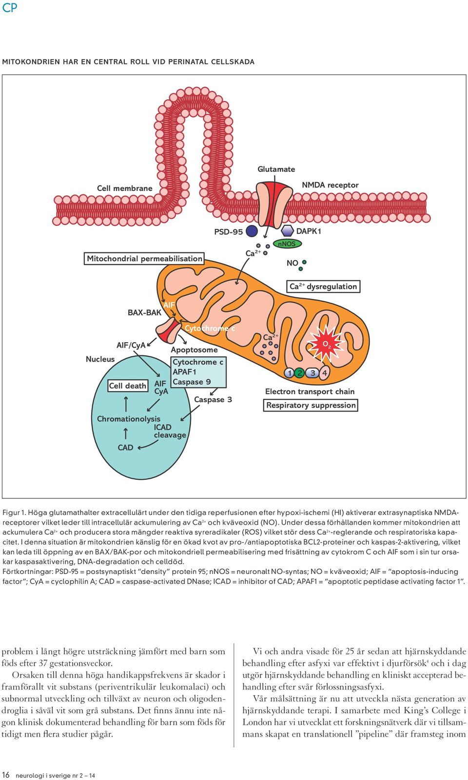 Höga glutamathalter extracellulärt under den tidiga reperfusionen efter hypoxi-ischemi (HI) aktiverar extrasynaptiska NMDAreceptorer vilket leder till intracellulär ackumulering av Ca 2+ och