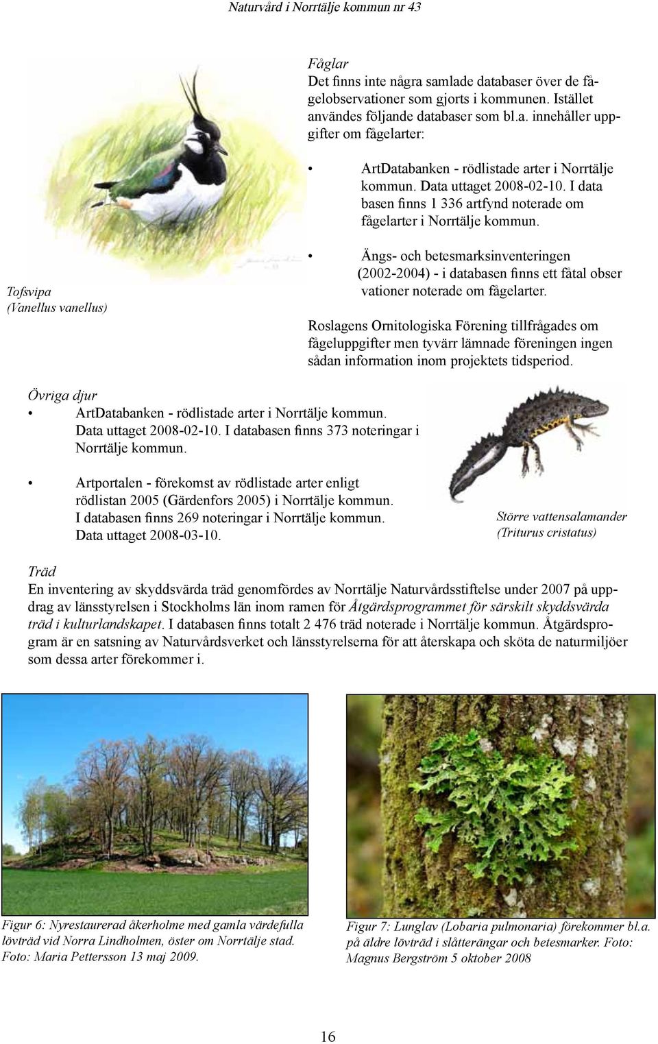 Tofsvipa (Vanellus vanellus) Ängs- och betesmarksinventeringen (2002-2004) - i databasen finns ett fåtal obser vationer noterade om fågelarter.