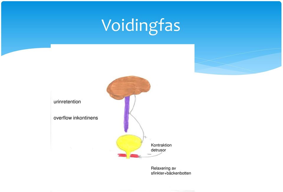 Kontraktion detrusor