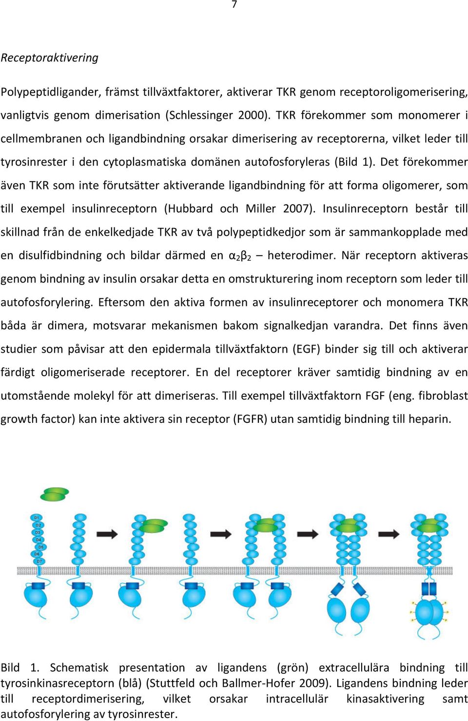 Det förekommer äventkrsominteförutsätteraktiverandeligandbindningförattformaoligomerer,som till exempel insulinreceptorn (Hubbard och Miller 2007).