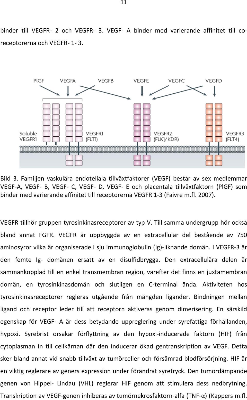 bindermedvarierandeaffinitettillreceptorernavegfr1 3(Faivrem.fl.2007). VEGFRtillhörgruppentyrosinkinasreceptoreravtypV.Tillsammaundergrupphörockså bland annat FGFR.