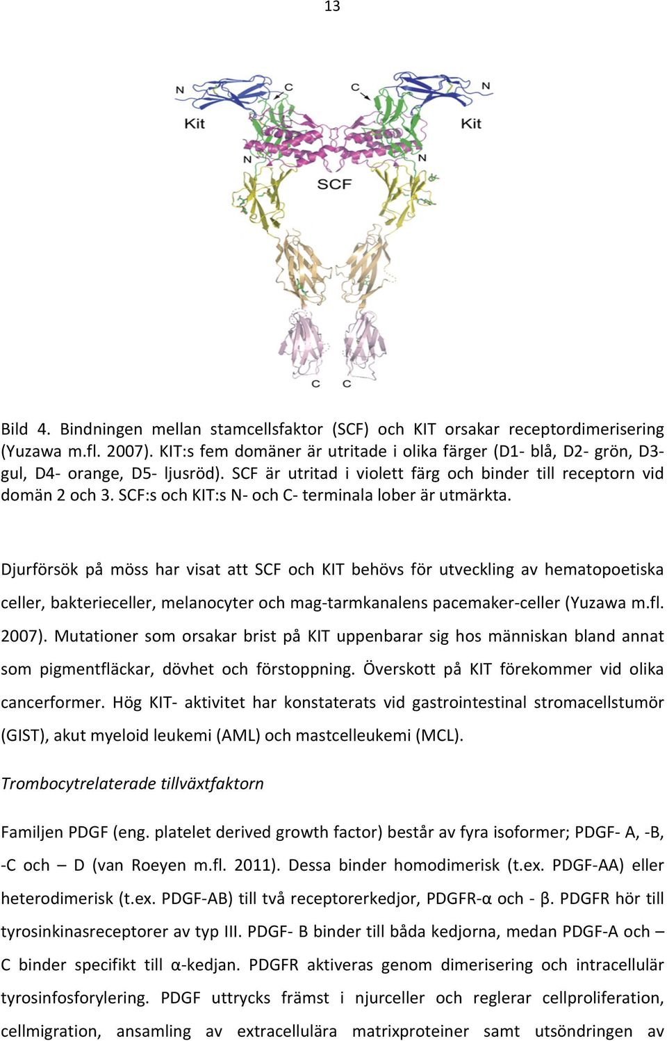 Djurförsök på möss har visat att SCF och KIT behövs för utveckling av hematopoetiska celler,bakterieceller,melanocyterochmag tarmkanalenspacemaker celler(yuzawam.fl. 2007).