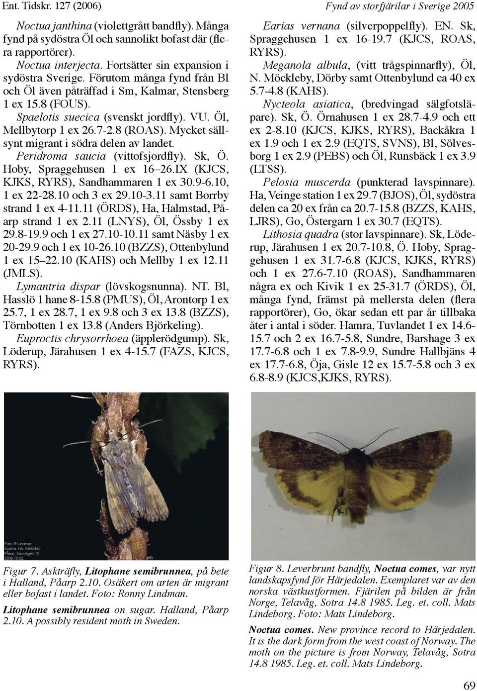 Mycket sällsynt migrant i södra delen av landet. Peridroma saucia (vittofsjordfly). Sk, Ö. Hoby, Spraggehusen 1 ex 16 26.IX (KJCS, KJKS, RYRS), Sandhammaren 1 ex 30.9-6.10, 1 ex 22-28.10 och 3 ex 29.