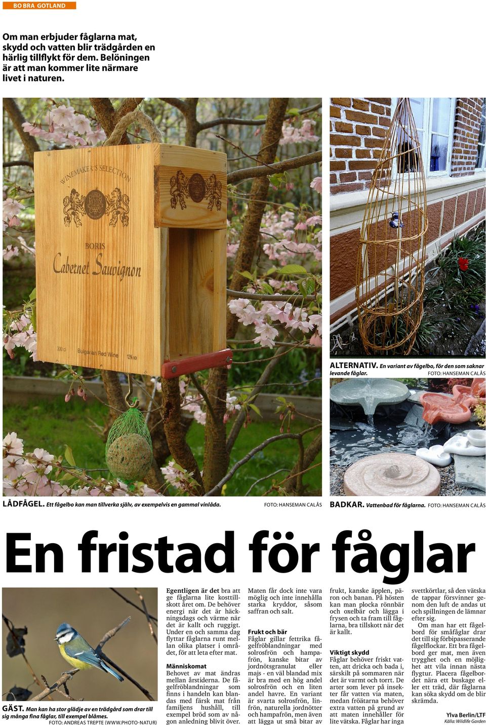 Vattenbad för fåglarna. Foto: Hanseman Calås En fristad för fåglar GäsT. Man kan ha stor glädje av en trädgård som drar till sig många fina fåglar, till exempel blåmes. Foto: andreas trepte (www.