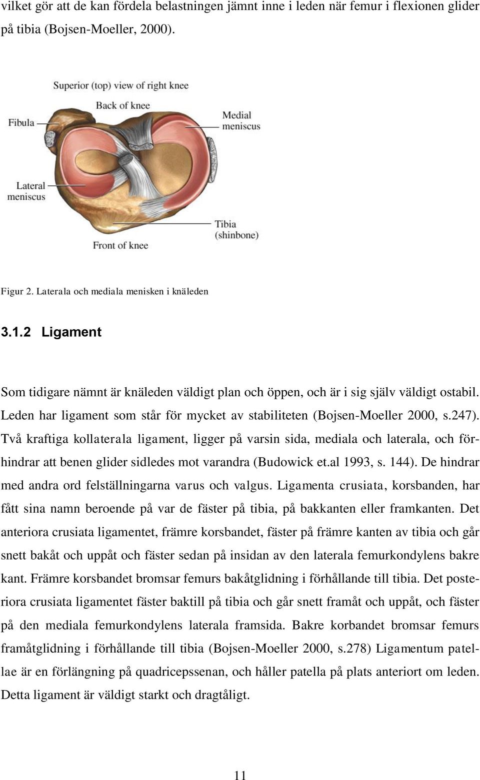 Två kraftiga kollaterala ligament, ligger på varsin sida, mediala och laterala, och förhindrar att benen glider sidledes mot varandra (Budowick et.al 1993, s. 144).