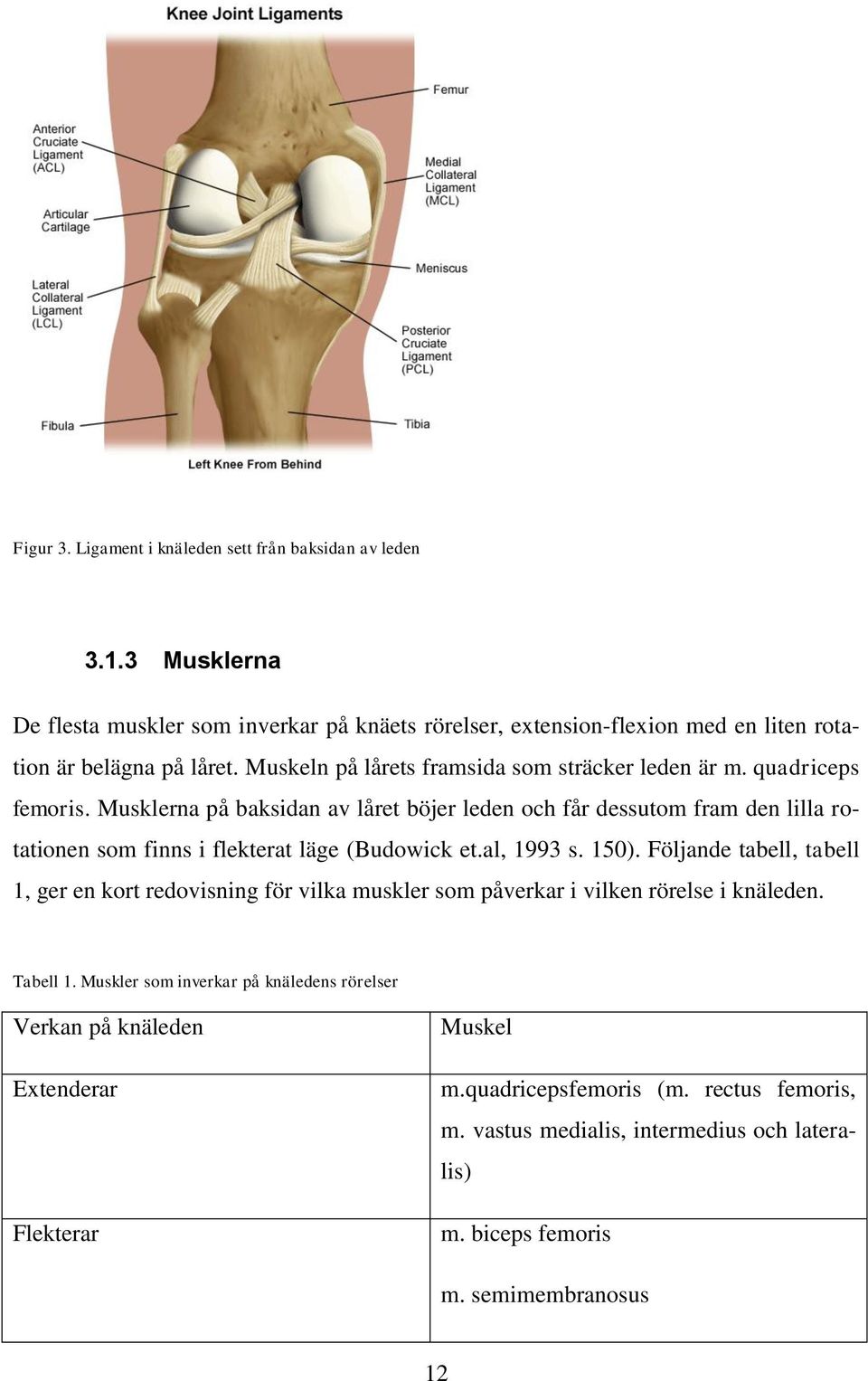 Musklerna på baksidan av låret böjer leden och får dessutom fram den lilla rotationen som finns i flekterat läge (Budowick et.al, 1993 s. 150).