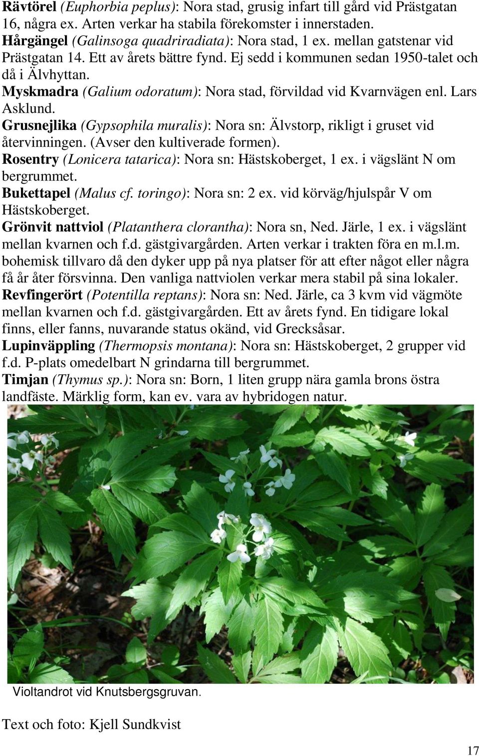 Lars Asklund. Grusnejlika (Gypsophila muralis): Nora sn: Älvstorp, rikligt i gruset vid återvinningen. (Avser den kultiverade formen). Rosentry (Lonicera tatarica): Nora sn: Hästskoberget, 1 ex.