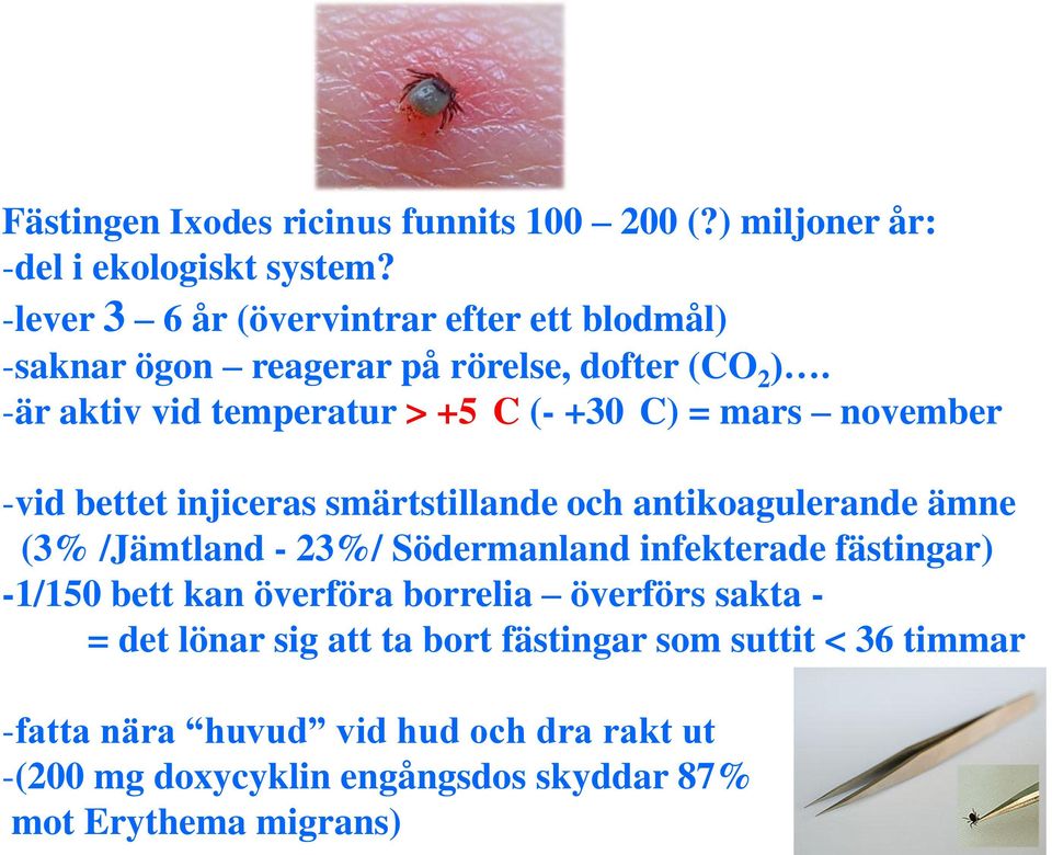 -är aktiv vid temperatur > +5 C (- +30 C) = mars november -vid bettet injiceras smärtstillande och antikoagulerande ämne (3% /Jämtland - 23%/