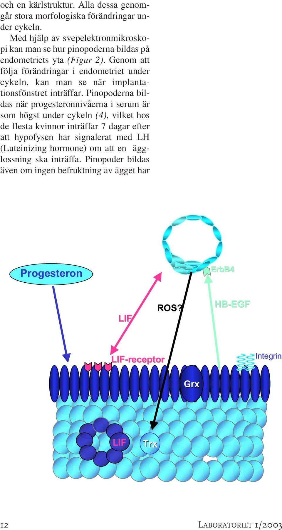 Med hjälp av svepelektronmikroskopi kan man se hur pinopoderna bildas på endometriets yta (Figur 2).