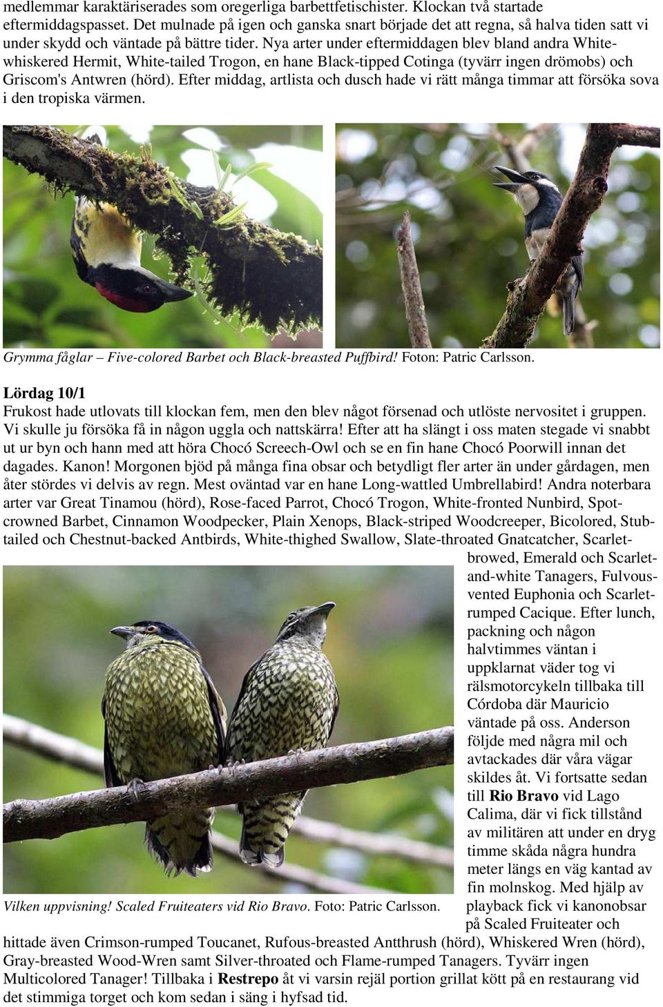 Nya arter under eftermiddagen blev bland andra Whitewhiskered Hermit, White-tailed Trogon, en hane Black-tipped Cotinga (tyvärr ingen drömobs) och Griscom's Antwren (hörd).