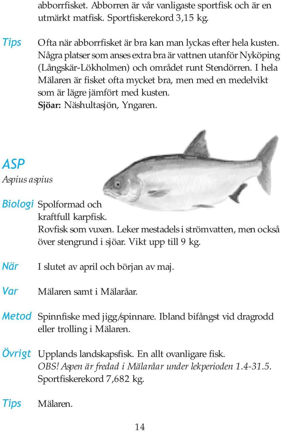 I hela Mälaren är fisket ofta mycket bra, men med en medelvikt som är lägre jämfört med kusten. Sjöar: Näshultasjön, Yngaren. ASP Aspius aspius Biologi Spolformad och kraftfull karpfisk.