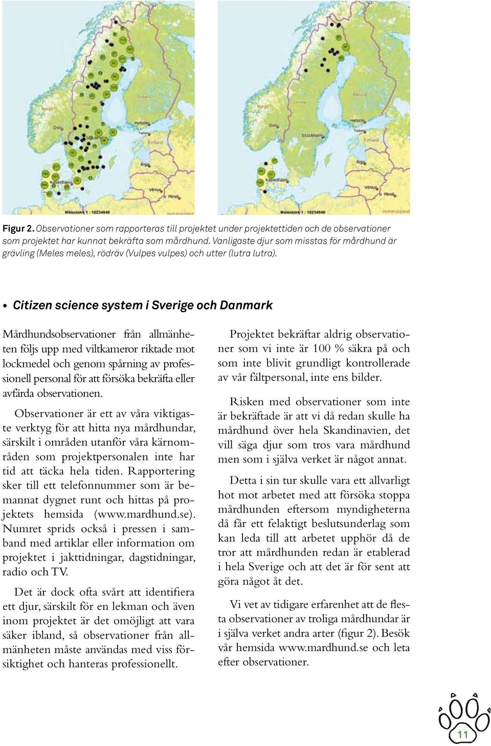 Citizen science system i Sverige och Danmark sobservationer från allmänheten följs upp med viltkameror riktade mot lockmedel och genom spårning av professionell personal för att försöka bekräfta