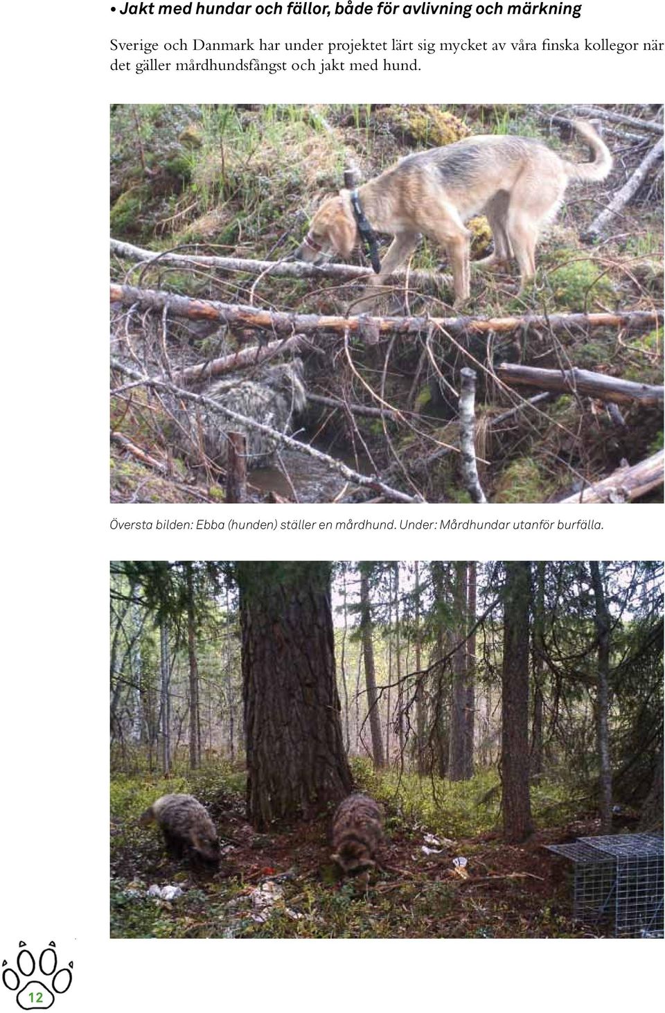 finska kollegor när det gäller mårdhundsfångst och jakt med hund.