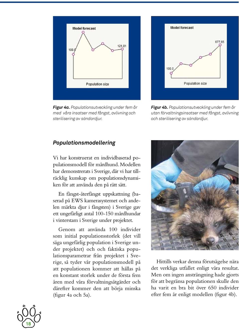 Populationsmodellering Vi har konstruerat en individbaserad populationsmodell för mårdhund.