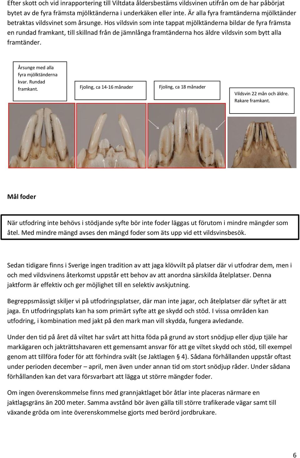 Hos vildsvin som inte tappat mjölktänderna bildar de fyra främsta en rundad framkant, till skillnad från de jämnlånga framtänderna hos äldre vildsvin som bytt alla framtänder.