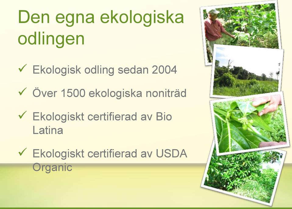 noniträd Ekologiskt certifierad av Bio