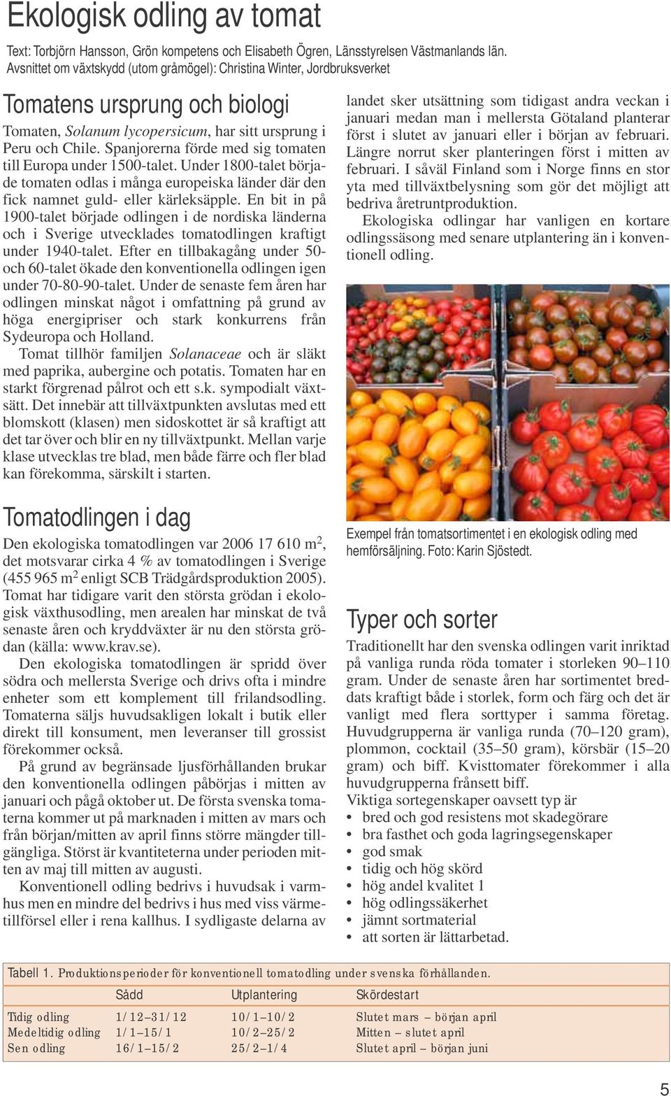 Spanjorerna förde med sig tomaten till Europa under 1500talet. Under 1800talet började tomaten odlas i många europeiska länder där den fick namnet guld eller kärleks äpple.