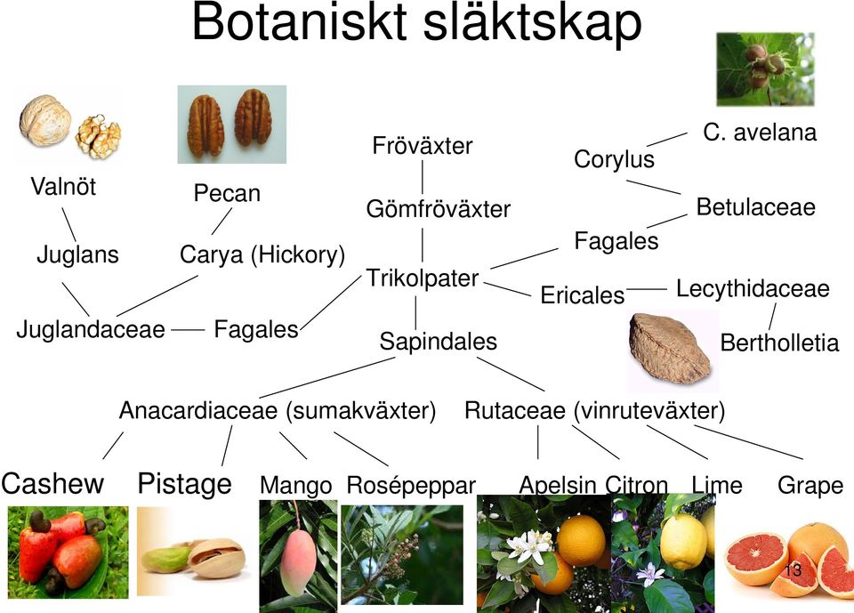 avelana Betulaceae Lecythidaceae Bertholletia Anacardiaceae (sumakväxter)