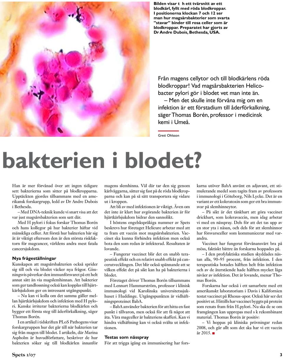 Men det skulle inte förvåna mig om en infektion är ett förstadium till åderförkalkning, säger Thomas Borén, professor i medicinsk kemi i Umeå. bakterien i blodet?