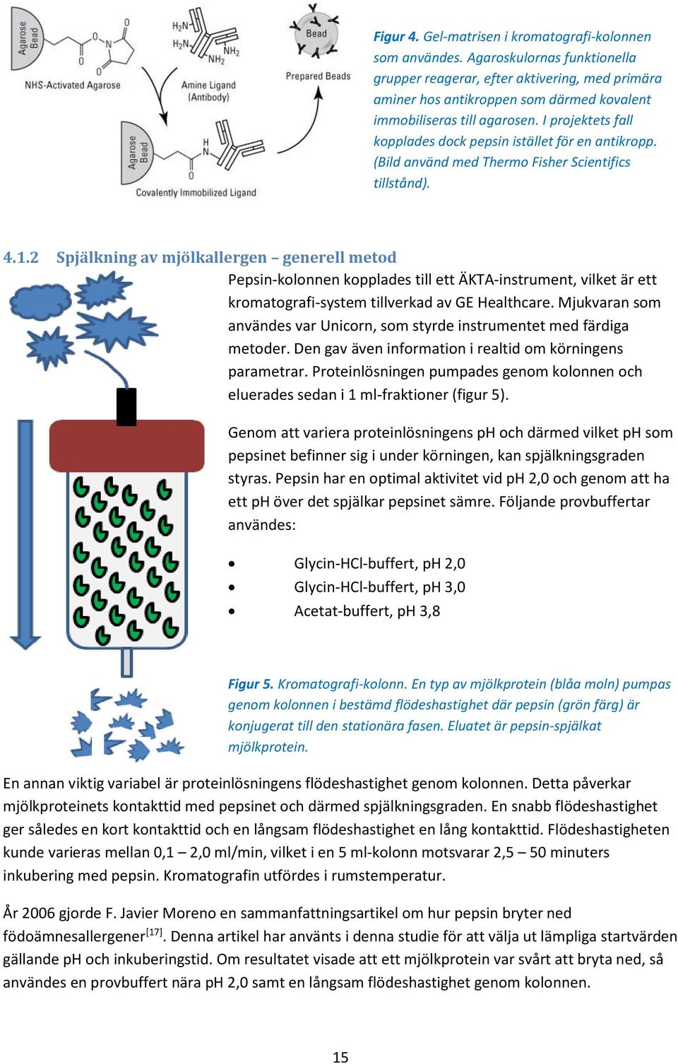 I projektets fall kopplades dock pepsin istället för en antikropp. (Bild använd med Thermo Fisher Scientifics tillstånd). 4.1.