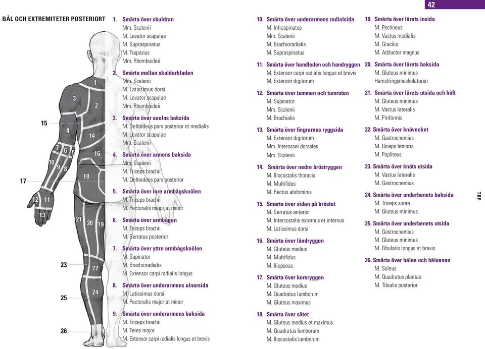 Smärta över inre armbågsknölen M. Pectoralis major et minor 6. Smärta över armbågen M. Serratus posterior 7. Smärta över yttre armbågsknölen M. Supinator M. Brachioradialis M.