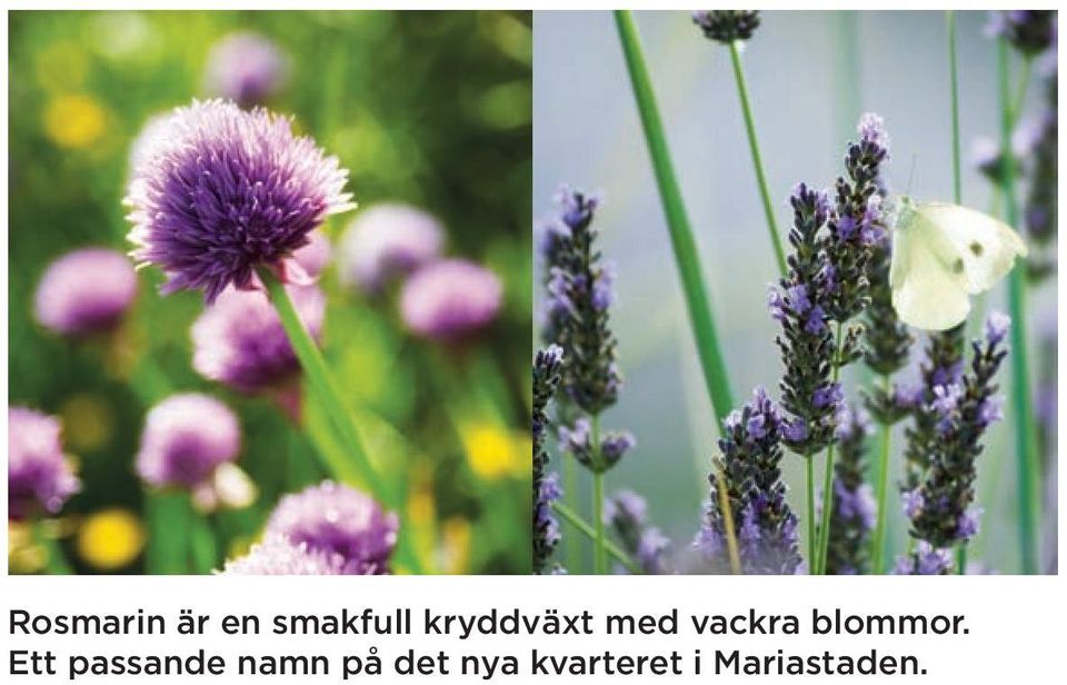 blommor.