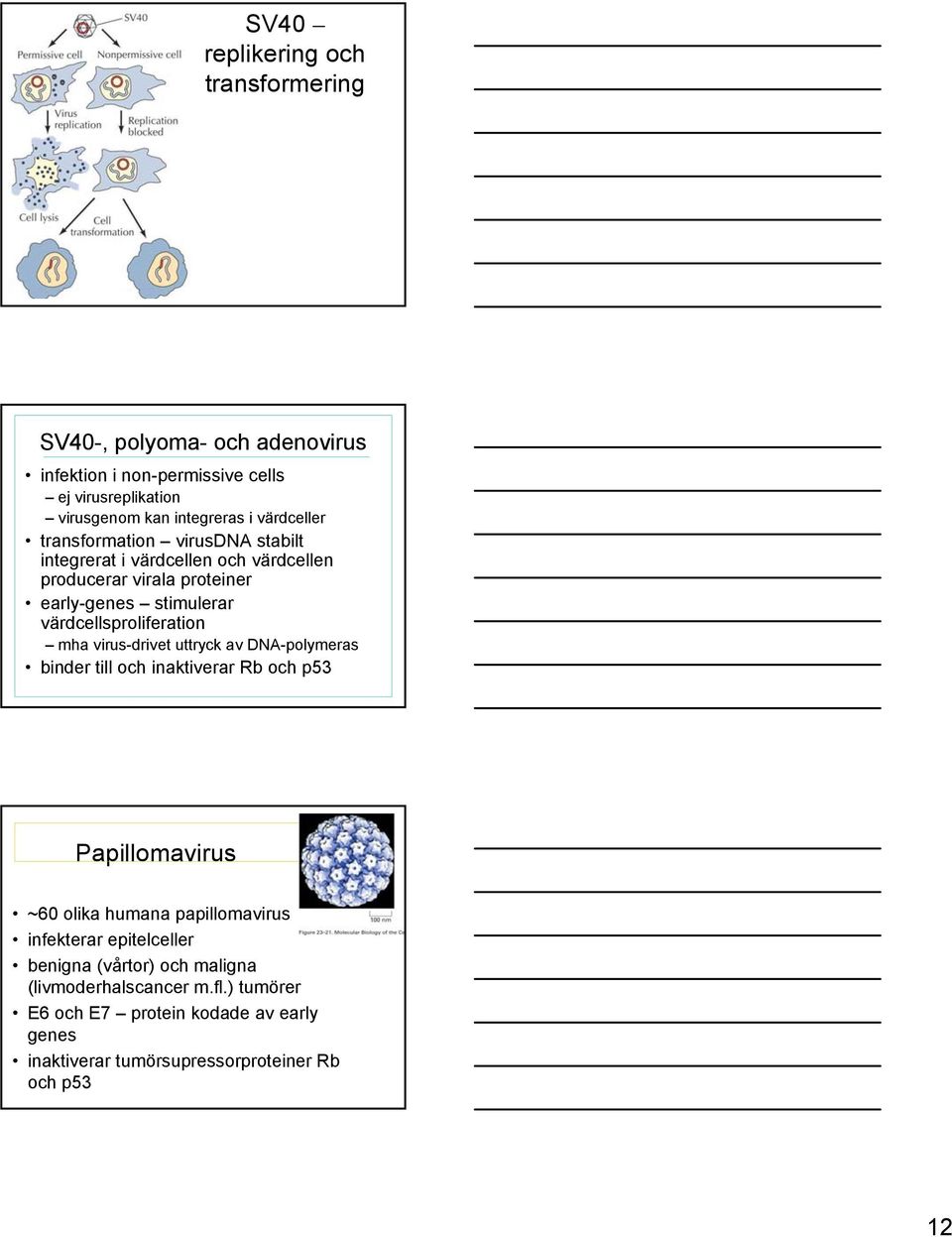 värdcellsproliferation mha virus-drivet uttryck av DNA-polymeras binder till och inaktiverar Rb och p53 Papillomavirus ~60 olika humana papillomavirus