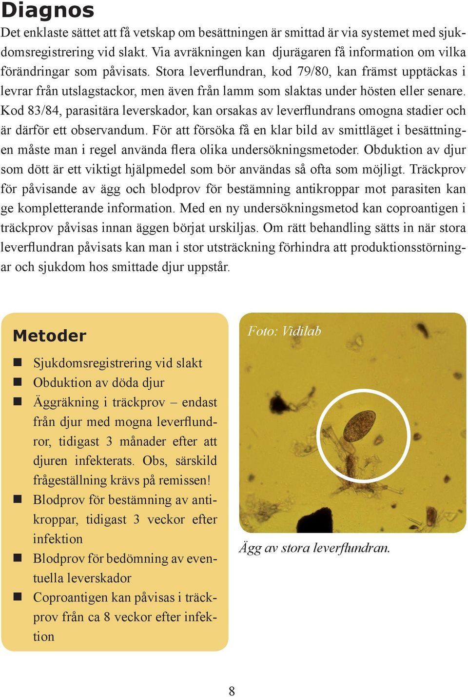 Stora leverflundran, kod 79/80, kan främst upptäckas i levrar från utslagstackor, men även från lamm som slaktas under hösten eller senare.