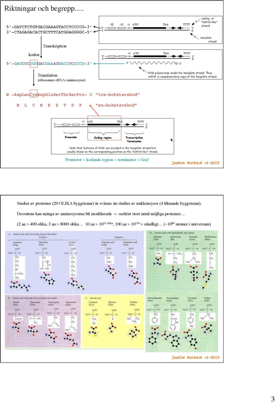 Promotor + kodande region + terminator = Gen!! Studiet av proteiner (20 OLIKA byggstenar) är svårare än studier av nukleinsyror (4 liknande byggstenar).